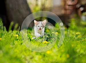 Playful little kitten in summer garden in grass