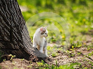 Playful little kitten in summer garden in grass