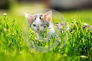 Playful little kitten in summer garden in grass