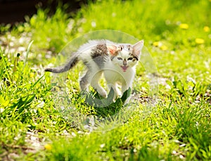 Playful little kitten in summer garden in grass