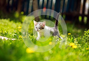 Playful little kitten in summer garden in grass