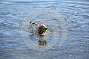 Playful Little River Duck Dog in the Water