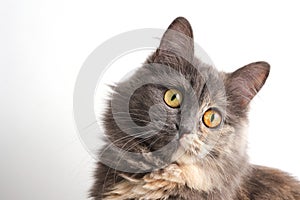 Playful look long haired gray cat white background.