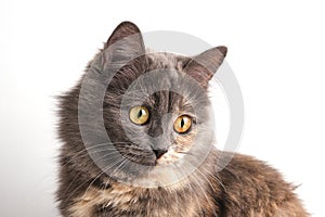 Playful look long haired gray cat white background.