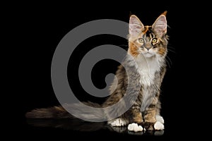 Playful Maine Coon Cat Isolated on Black Background