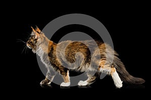 Playful Maine Coon Cat Isolated on Black Background