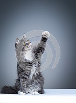 playful maine coon cat raising paw studio shot