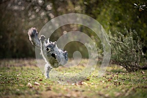 playful maine coon cat running outdoors on grass