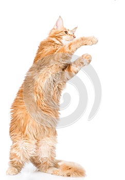 Playful maine coon cat standing on hind legs. isolated on white