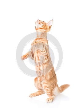 Playful maine coon cat standing on hind legs. isolated on white