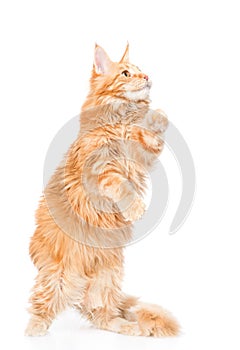 Playful maine coon cat standing on hind legs. isolated on white