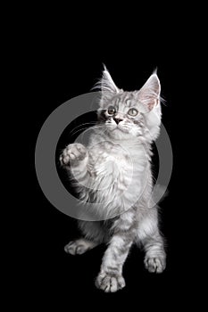 playful maine coon kitten raising paw looking up curiously on black background