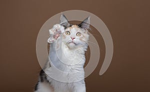 playful maine coon kitten rearing up raising paw looking at camera