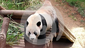 Playful Male Panda , Le Bao, Everland, South Korea