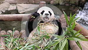 Playful Male Panda , Le Bao, Everland, South Korea