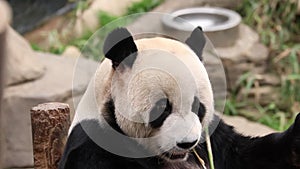 Playful Male Panda , Le Bao, Everland, South Korea