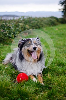 Playful miniature Australian shepard