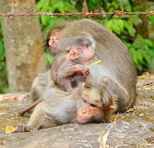 A Playful Mischievous Young Bonnet Macaque - Indian Monkey - with Parents - Family with Mother, Father