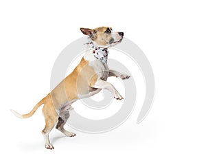 Playful Excited Mixed Small Breed Dog Jumping Up