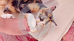 Playful moment, a pet calico cat gets tickled by owner