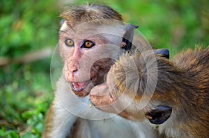 Playful monkeys, SrÃ­ Lanka