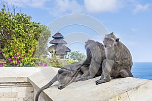 Playful monkeys at the Uluwatu Temple in Bali, Indonesia