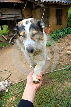 Playful Mountain dog extending his paws