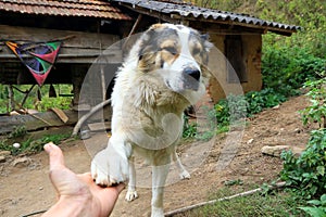 Playful Mountain dog extending his paws