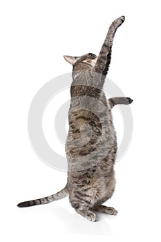 Playful obese tabby cat