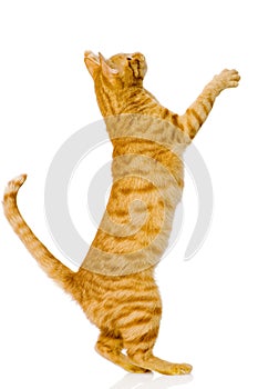 Playful orange cat. on white background