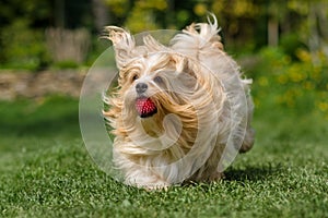 Playful orange havanese dog is running with a ball in the grass