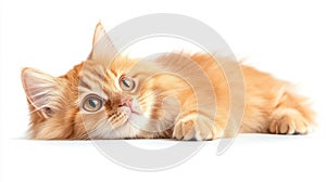 Playful Orange Tabby Cat Lying on White Background
