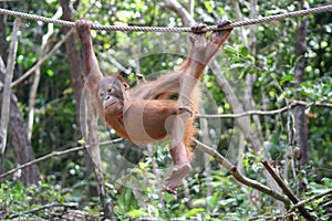 Playful Orangutan
