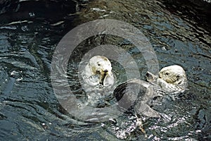 Playful Otters