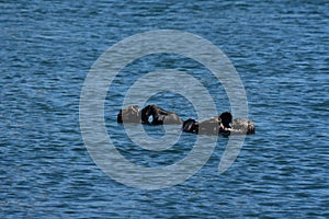 Playful Pair of Sea Otters in the Ocean Waters photo