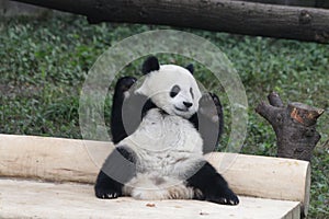 Playful Panda Cubs in Chongqing, China