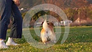 A playful Pembroke Welsh Corgi dog plays on a sunlit field, embodying companionship