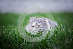 Playful persian cat hiding in grass outdoors