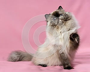 Playful persian seal tortie colorpoint cat