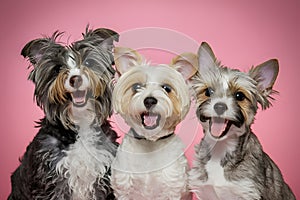 Playful pets with unique fur textures in a charming tableau on pink backdrop