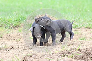 Playful Piglets