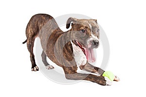 Playful Pit Bull Dog Wth Ball Bowing