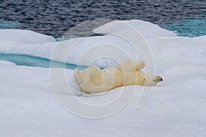 Playful polar bear resting