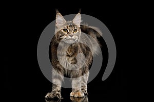 Huge Maine Coon Cat Isolated on Black Background