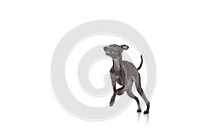 Playful puppy, dog Italian greyhound running, playing isolated over white color studio background. Jump in motion