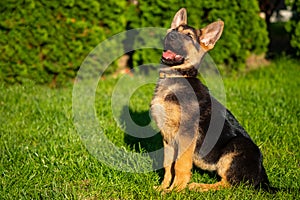 Playful puppy german shepherd dog sitting nicely in the green grass