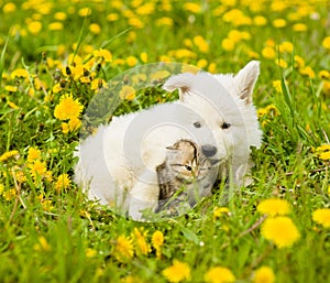 Playful puppy and kitten on a green grass