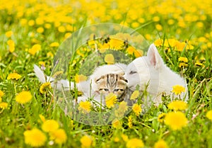 Playful puppy and kitten on a green grass
