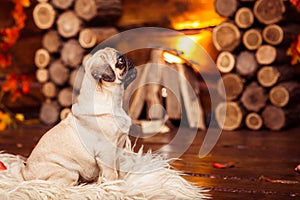 Playful puppy pug (4 month) sitting on the furs at the fireplace