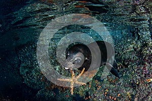 Playful puppy sea lion seal underwater holding seastar